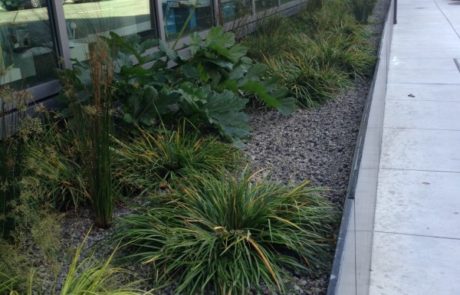 plants in water re-use system outside san francisco office building