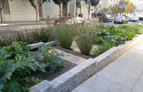 outdoor water re-use system with plants in San Francisco